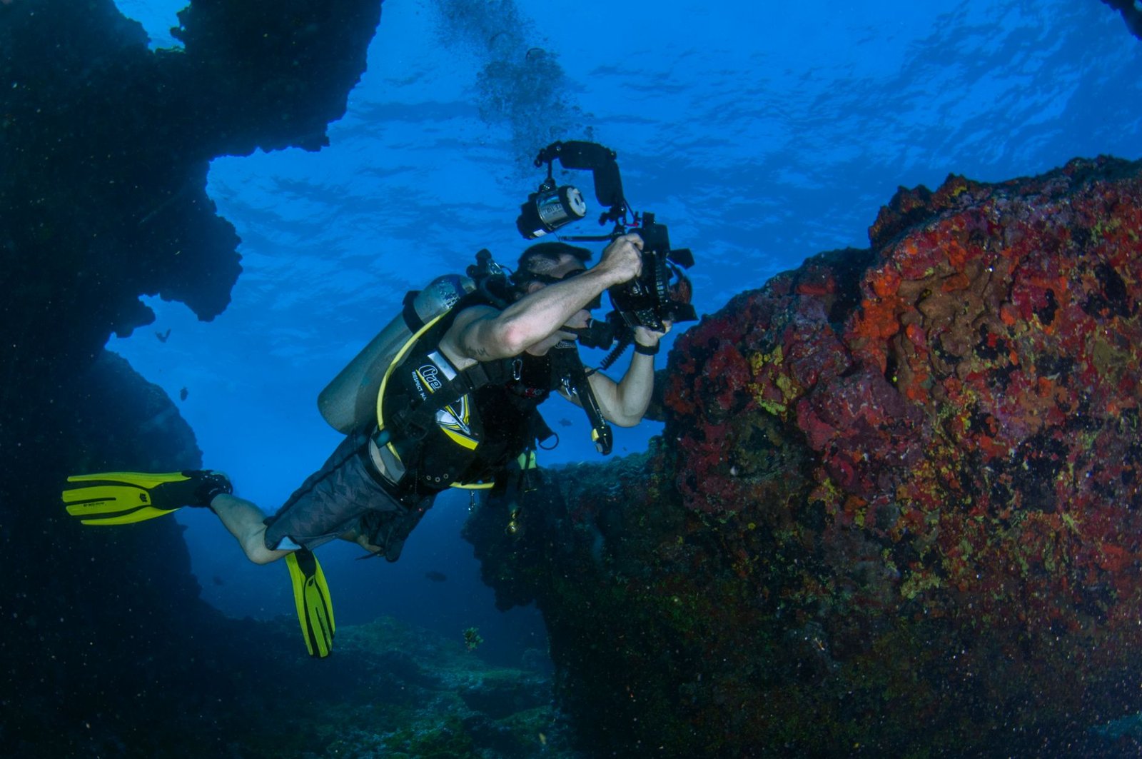resilient coral reefs