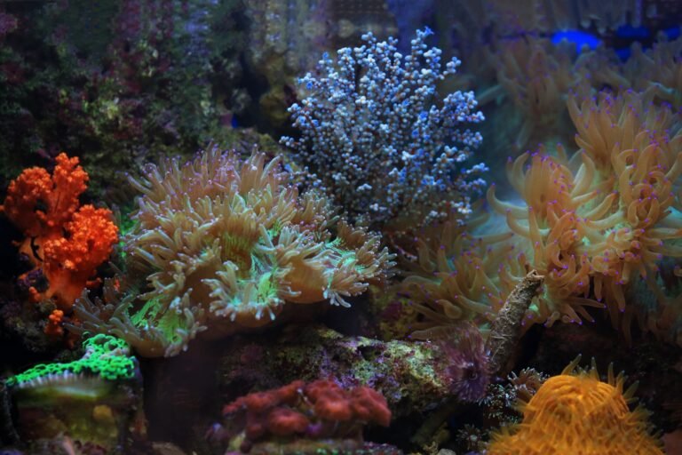 Exploring Heat-Resistant Coral Reefs: A Scientific Quest