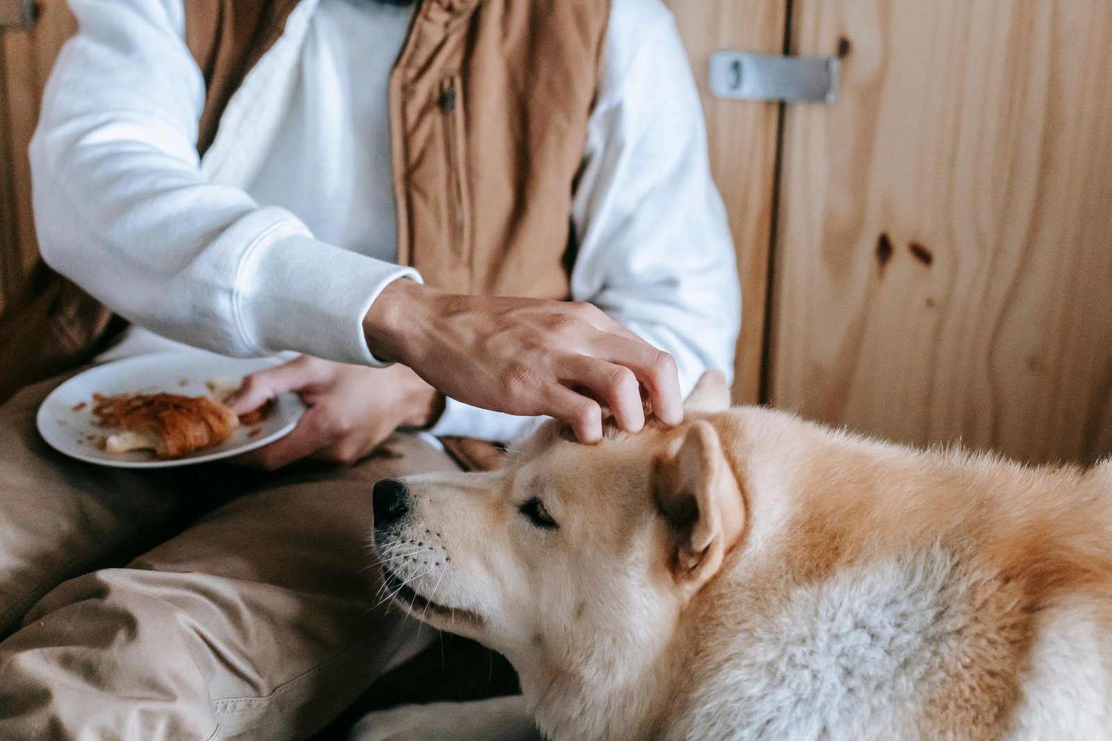 home-cooked meals for dogs