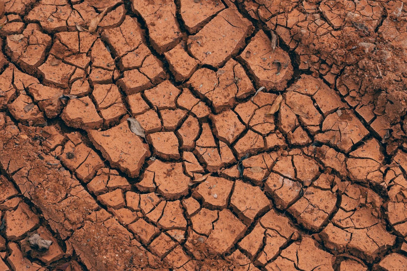 El Niño heat waves