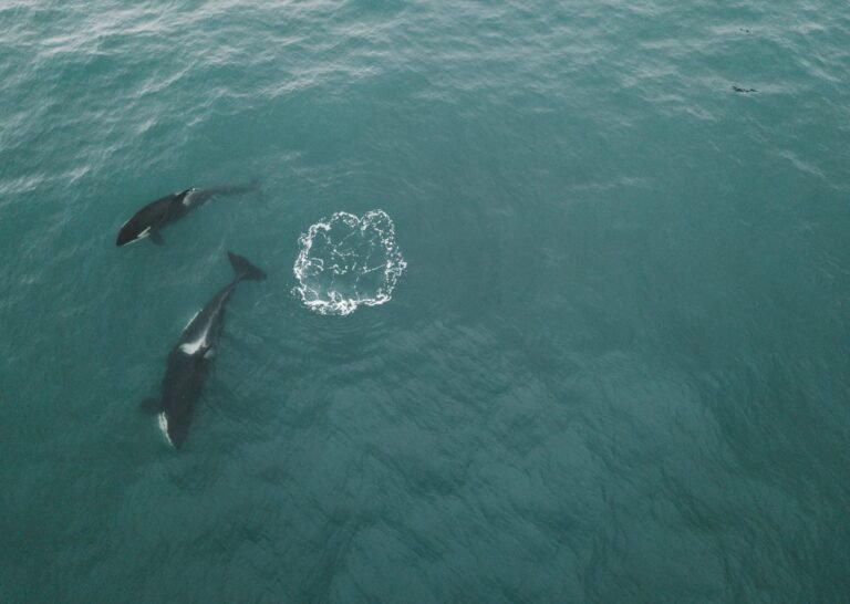 Orcas Ram Sunfish With Incredible Force: The Explosive Outcome Orcas Ram Sunfish With Incredible Force: The Explosive Outcome