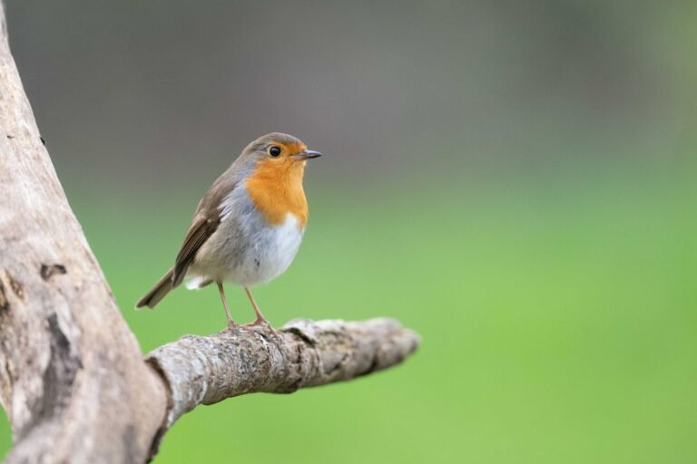 Save 15% on Birdfy’s AI-Powered Bird Feeders