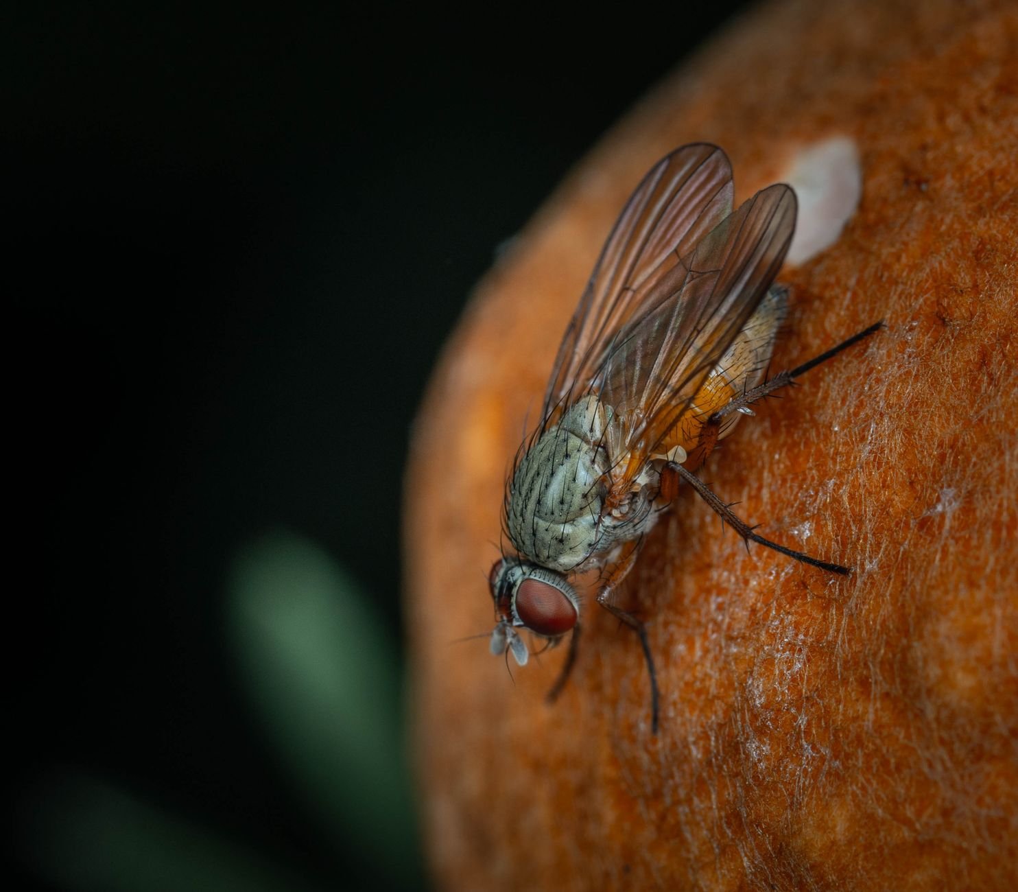 fruit flies navigation