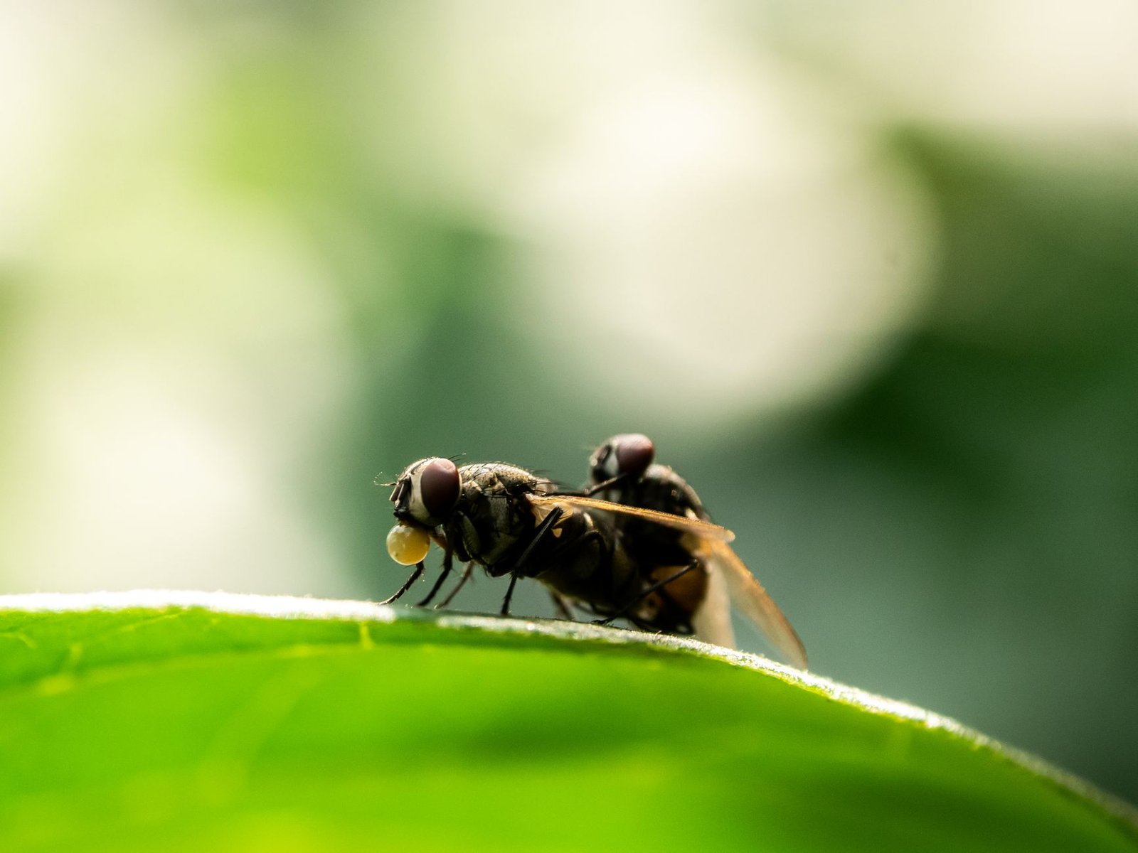 fruit flies smell