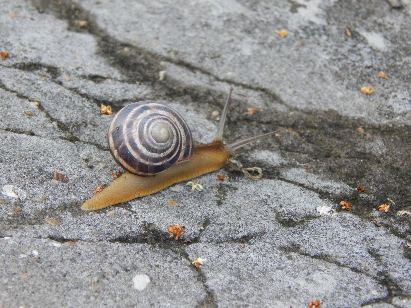 snail slime engineering