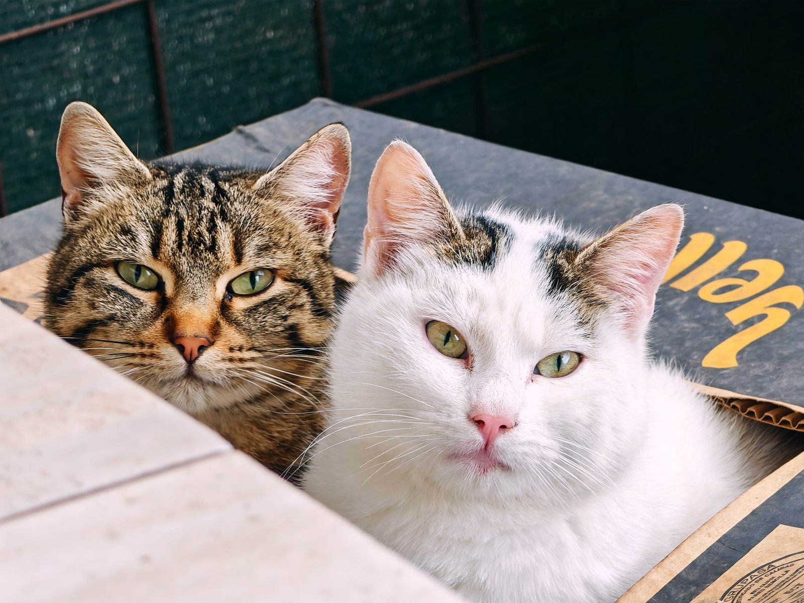 AI-powered litter robot
