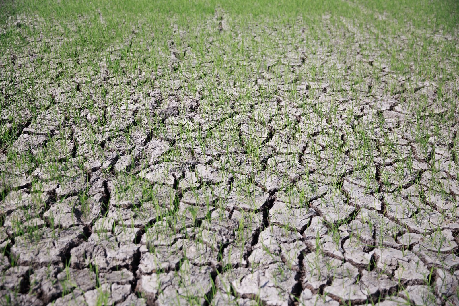 pesticides farmworkers risk