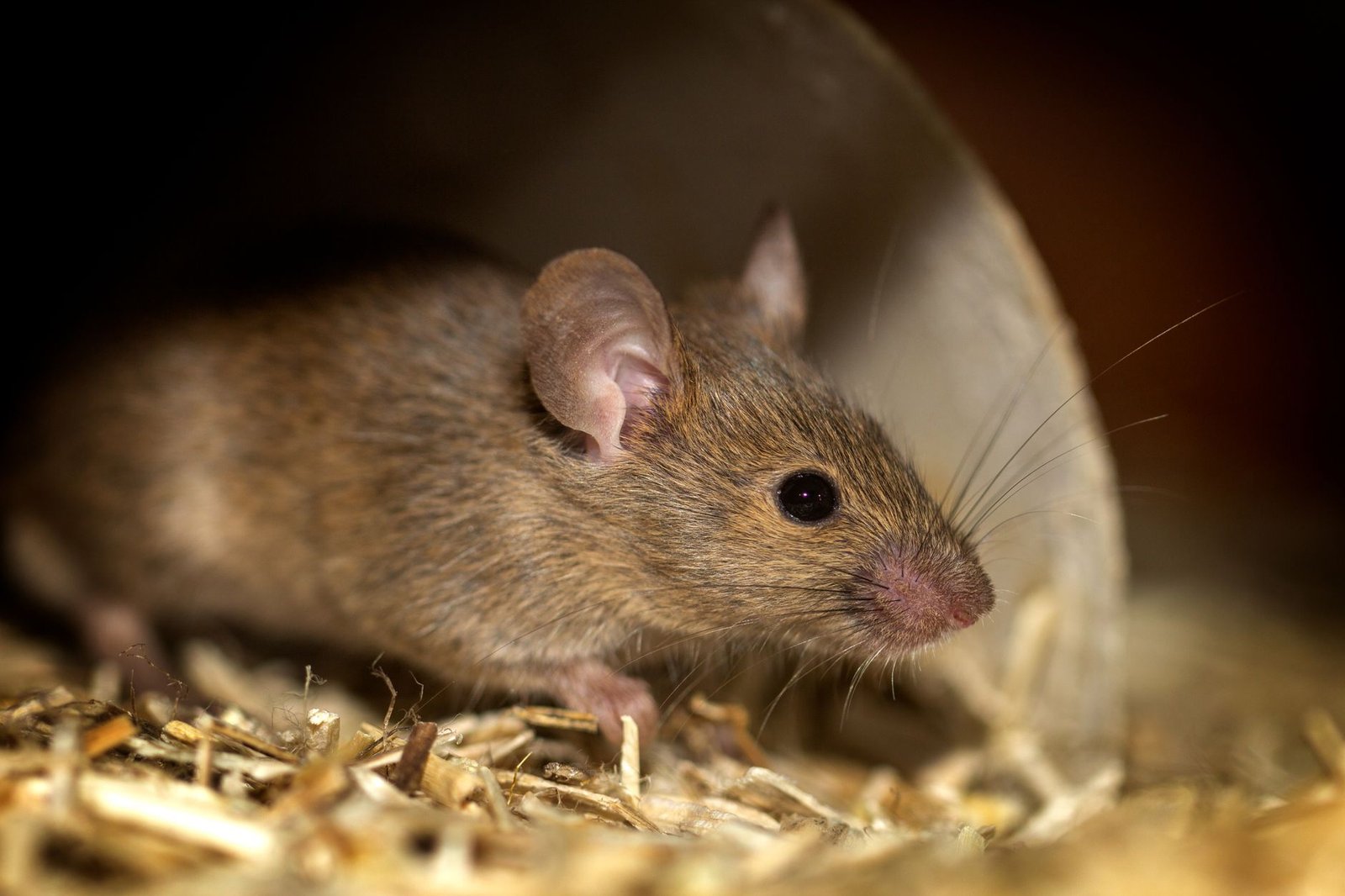 mice hibernation memory