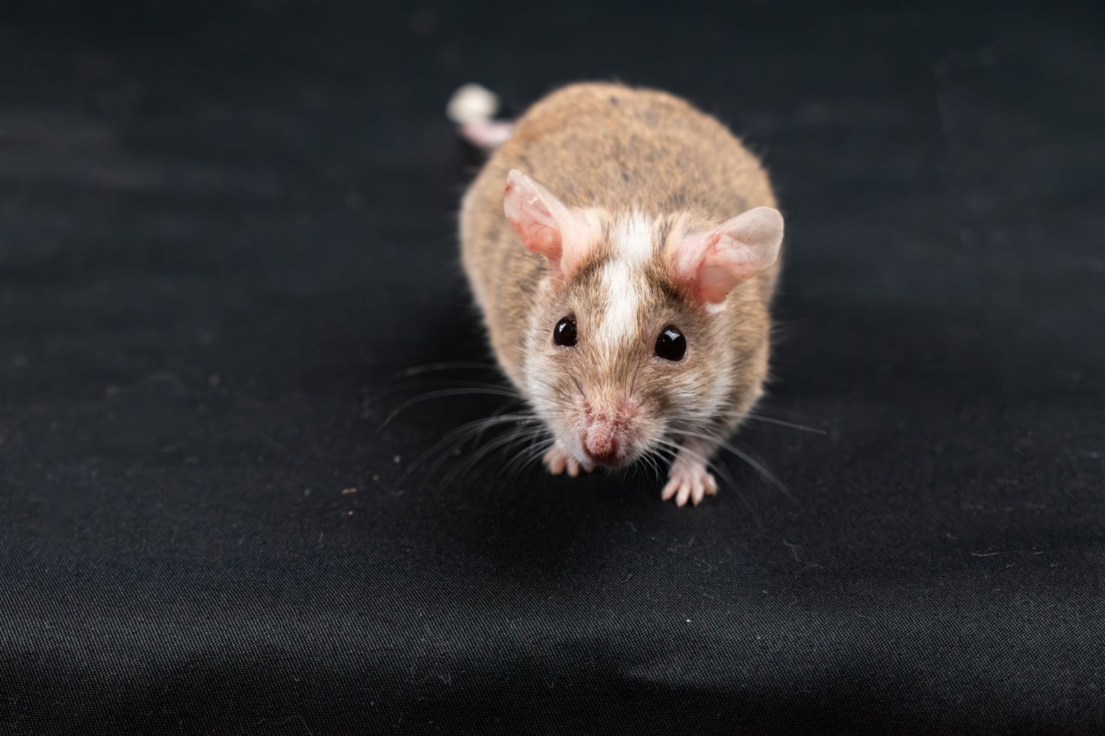 mice hibernation memory