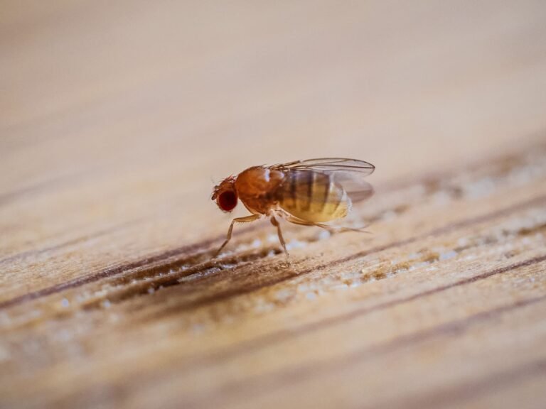 How Fruit Flies Navigate Smells Like AI How Fruit Flies Navigate Smells Like AI