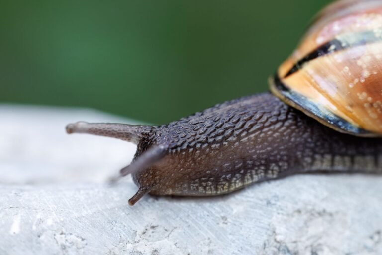 How Snails Master the Art of Slime Engineering