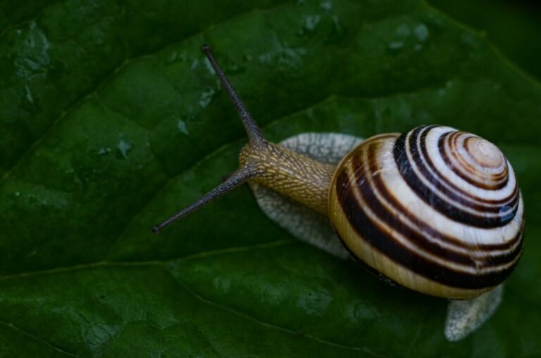 How Snails Are Revolutionizing Bioengineering with Slime How Snails Are Revolutionizing Bioengineering with Slime