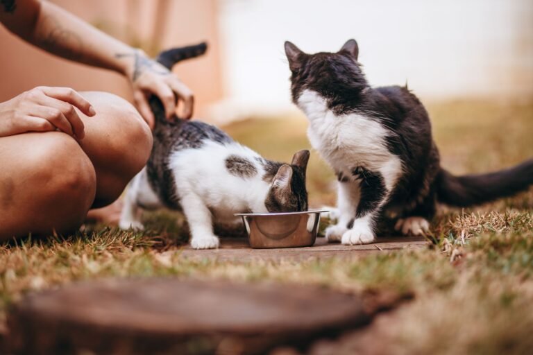 Pet Owners Face Issues as Smart Feeder Fails