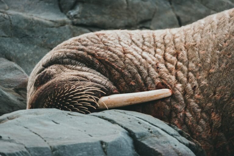 New Insights into the Narwhal’s Spiral Tusk Structure