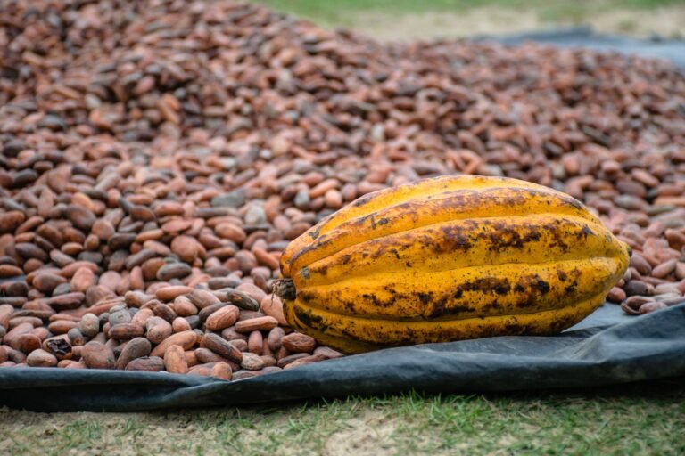 Ancient Traders and the Journey of Cacao to Georgia