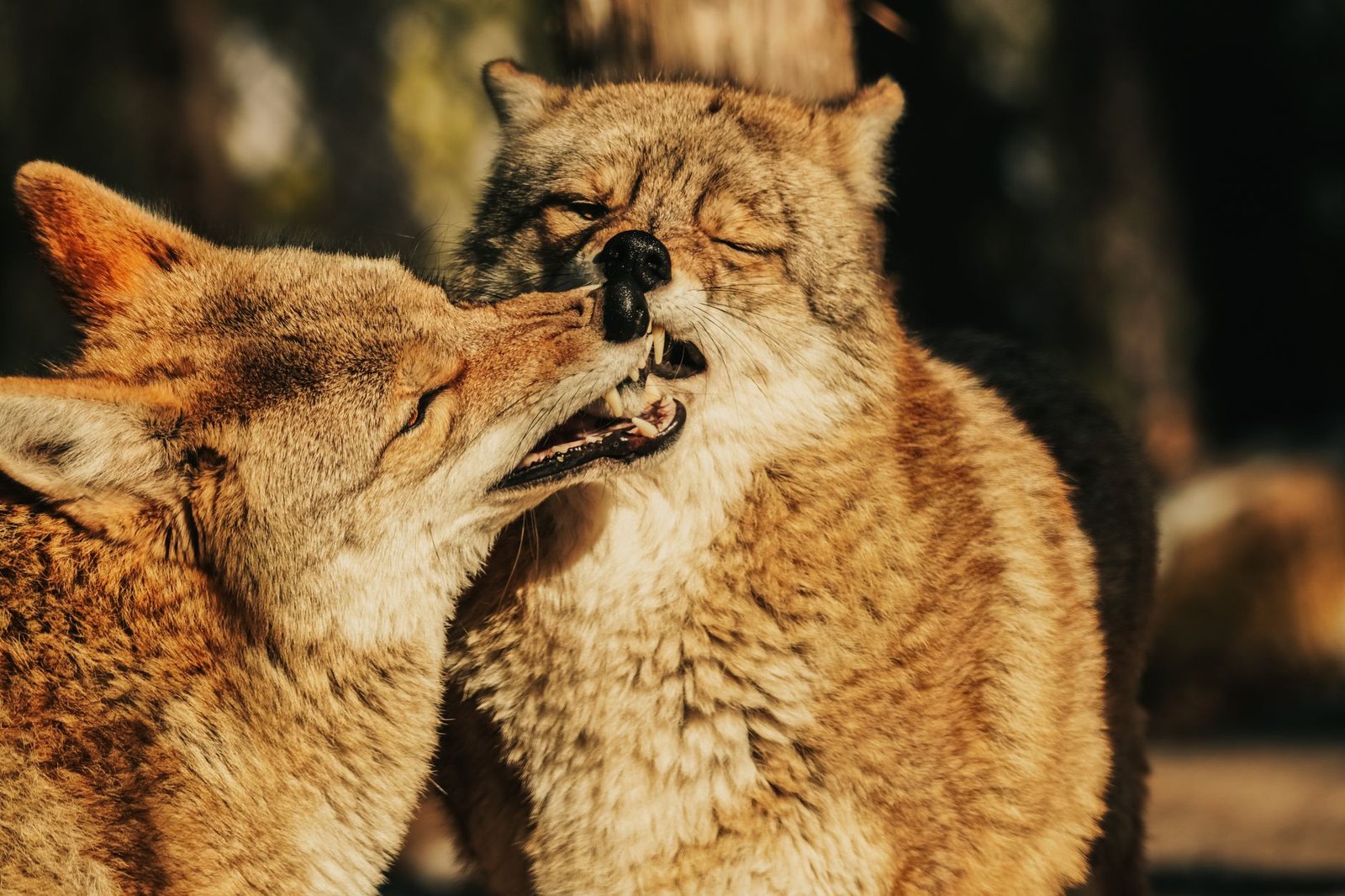 Coyote vs. Acme